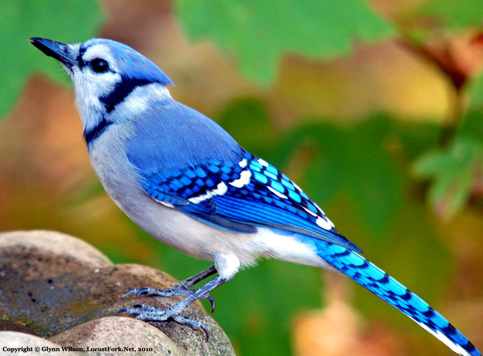 The Blue Jay Canadian Lovely Bird Basic Facts Information Beauty