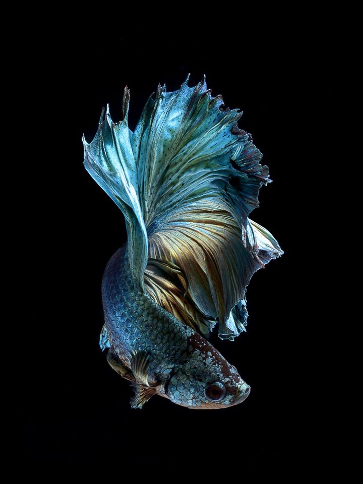 Iphone 6s Announced With Betta Background Live Tropical Fish