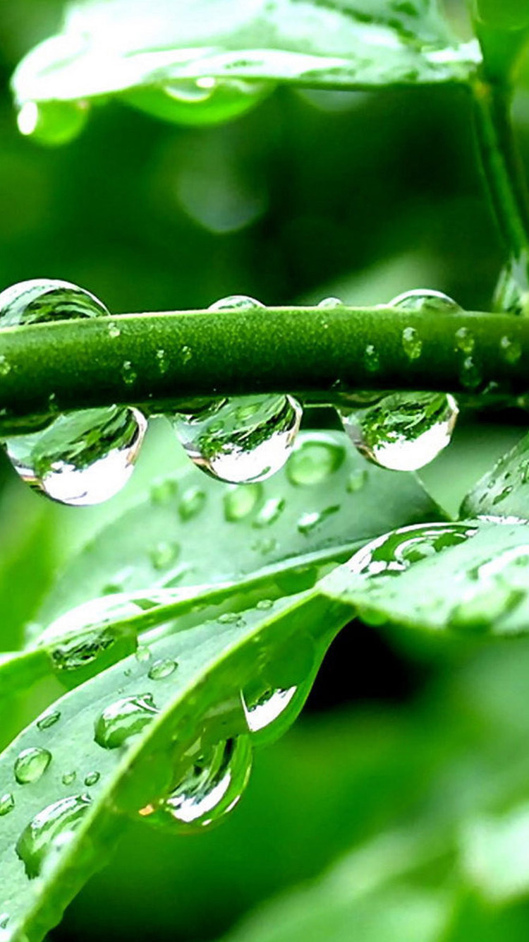 Water Droplets Green iPhone Wallpaper HD