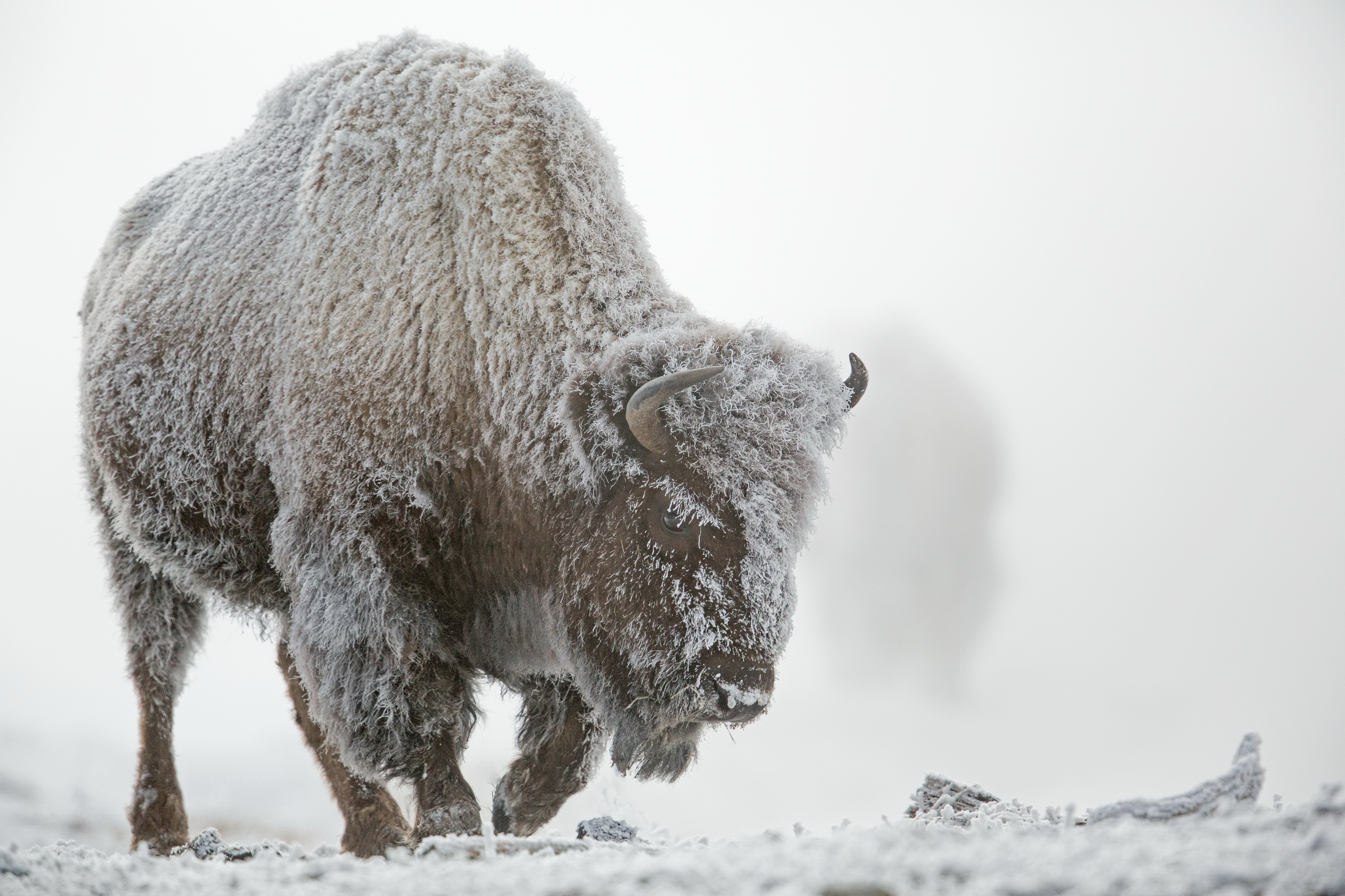 Yellowstone National Park Winter Snow Fog Bison Frost Wallpaper