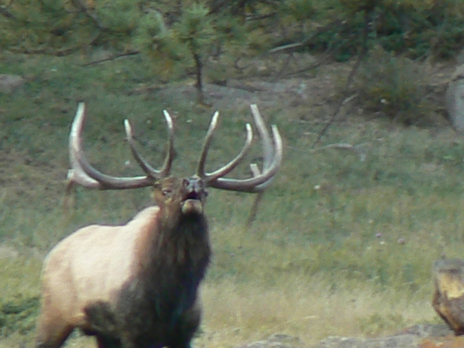 Bull Elk Bugling Wallpaper Park Rut Pictures
