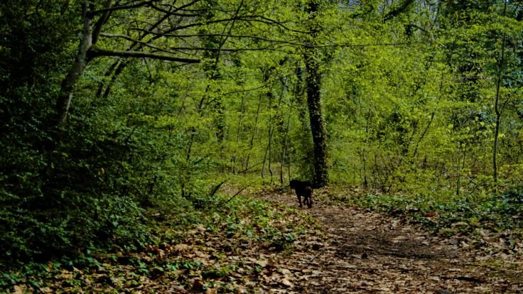 Nature Trees Forests Greece Macedonia Wallpaper Background