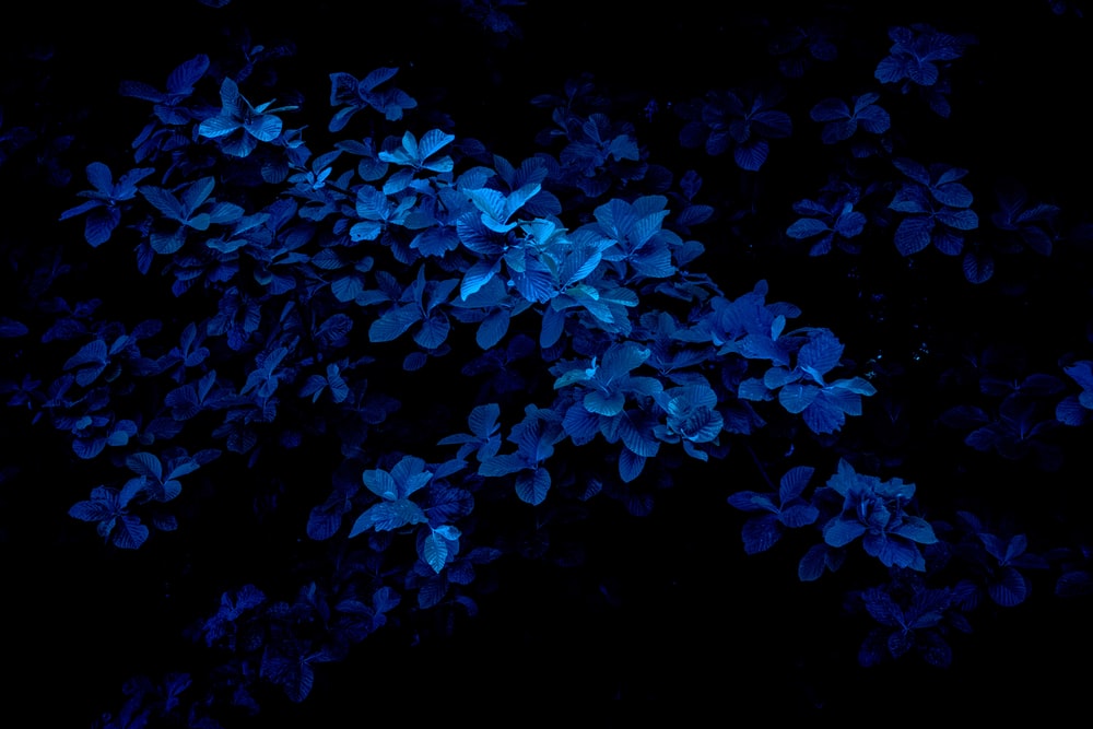 Dark Blue Pictures Image