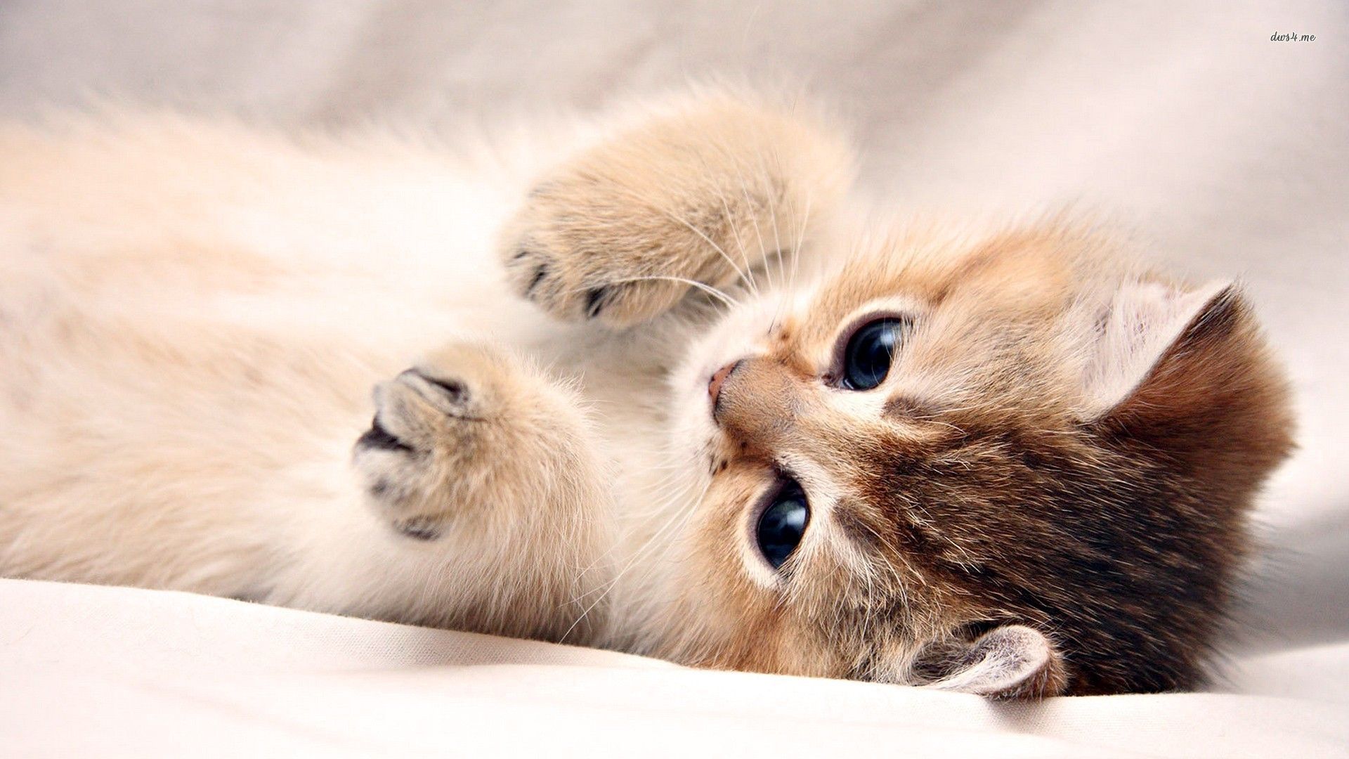 Adorable Golden British Shorthair Kitten Relaxing on a White Blanket