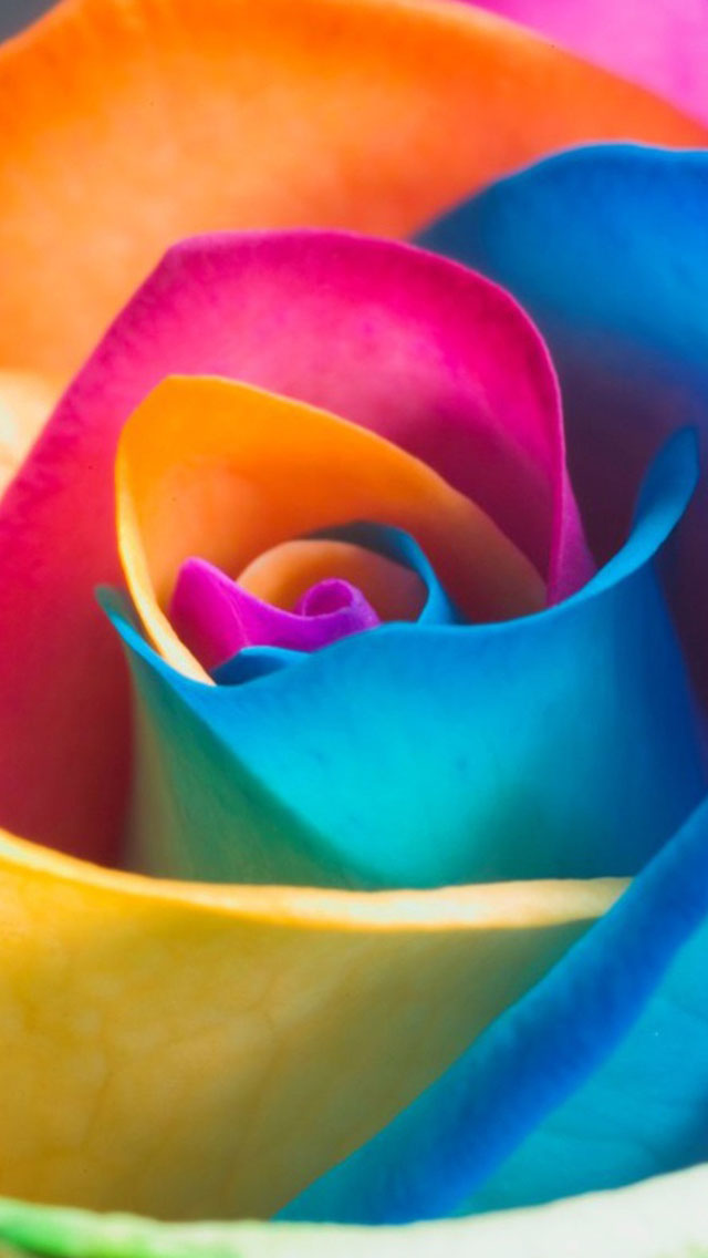 Rainbow Rose Hd Wallpaper For Mobile