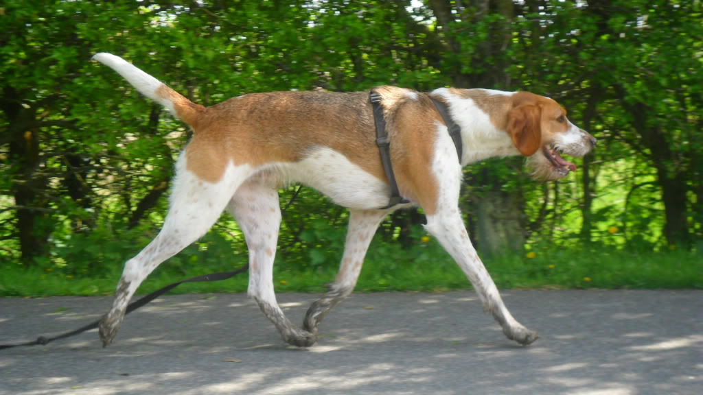 English Foxhound Treeing Walker Coonhound And