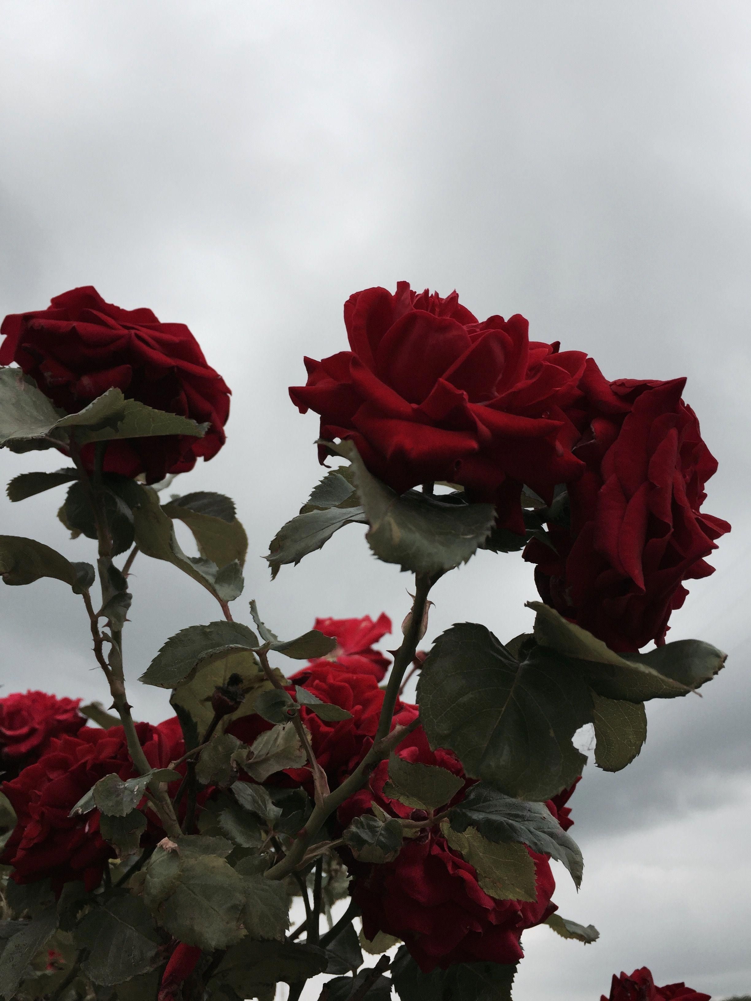 Rose Aesthetic Wallpaper