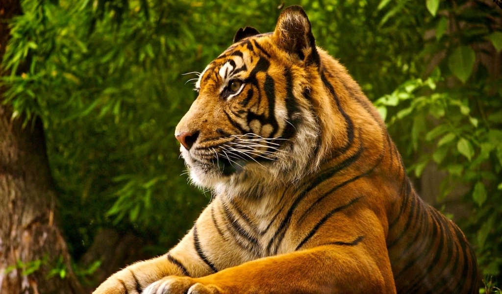 Royal Predator Wallpaper In Animals With All