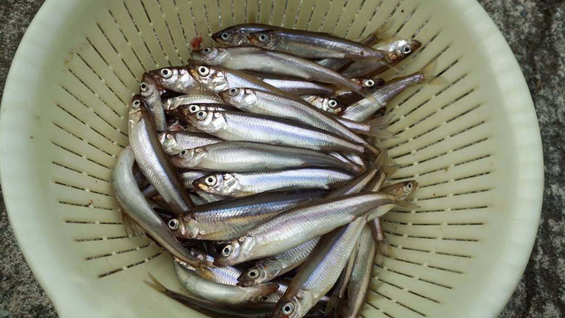 Fresh Smelt Fish In Drainer Basket Cl0i12ou1xbobx6h Wallpaper