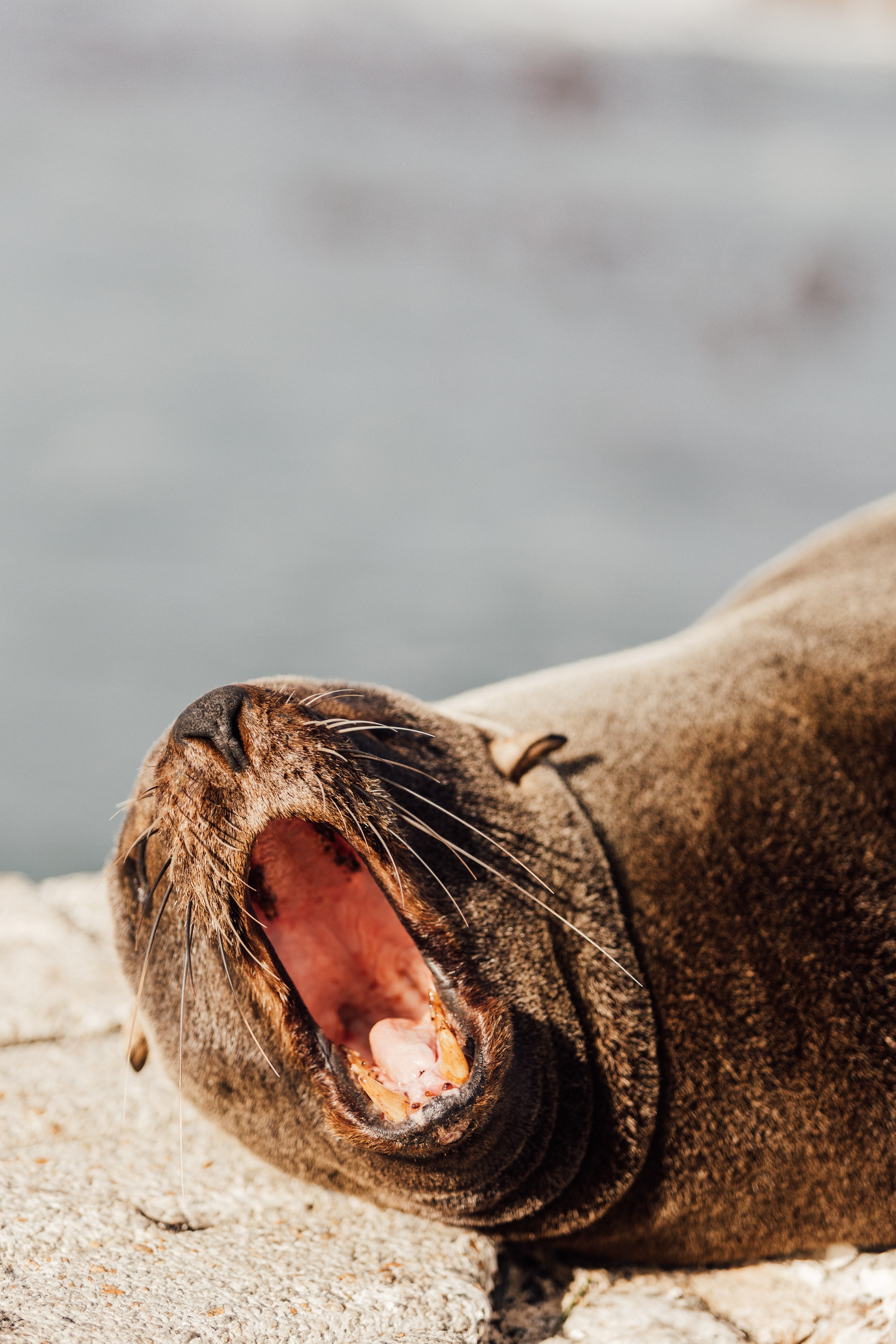 Fur Seal Wallpaper