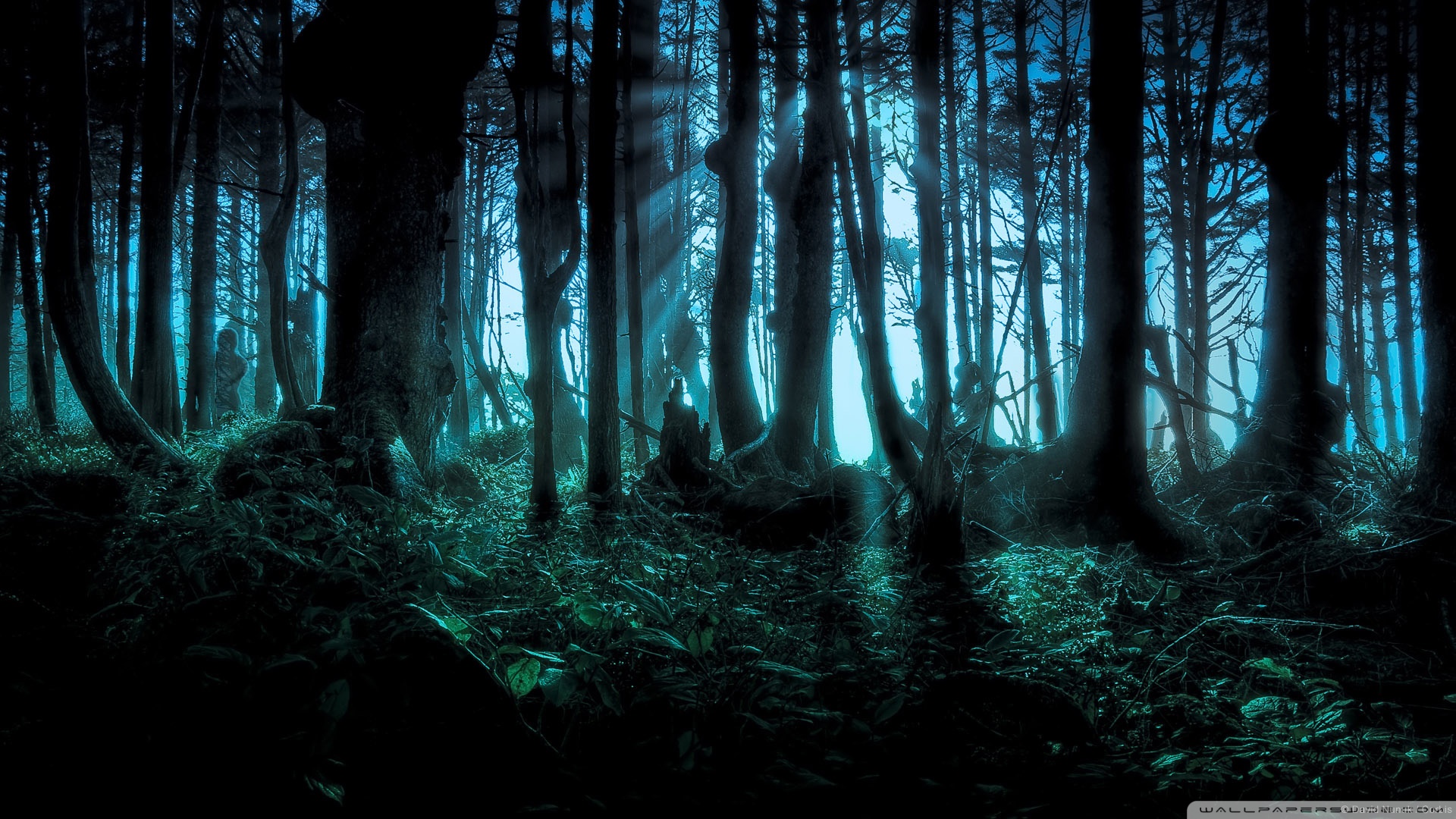 Mysterious Forest Wallpaper
