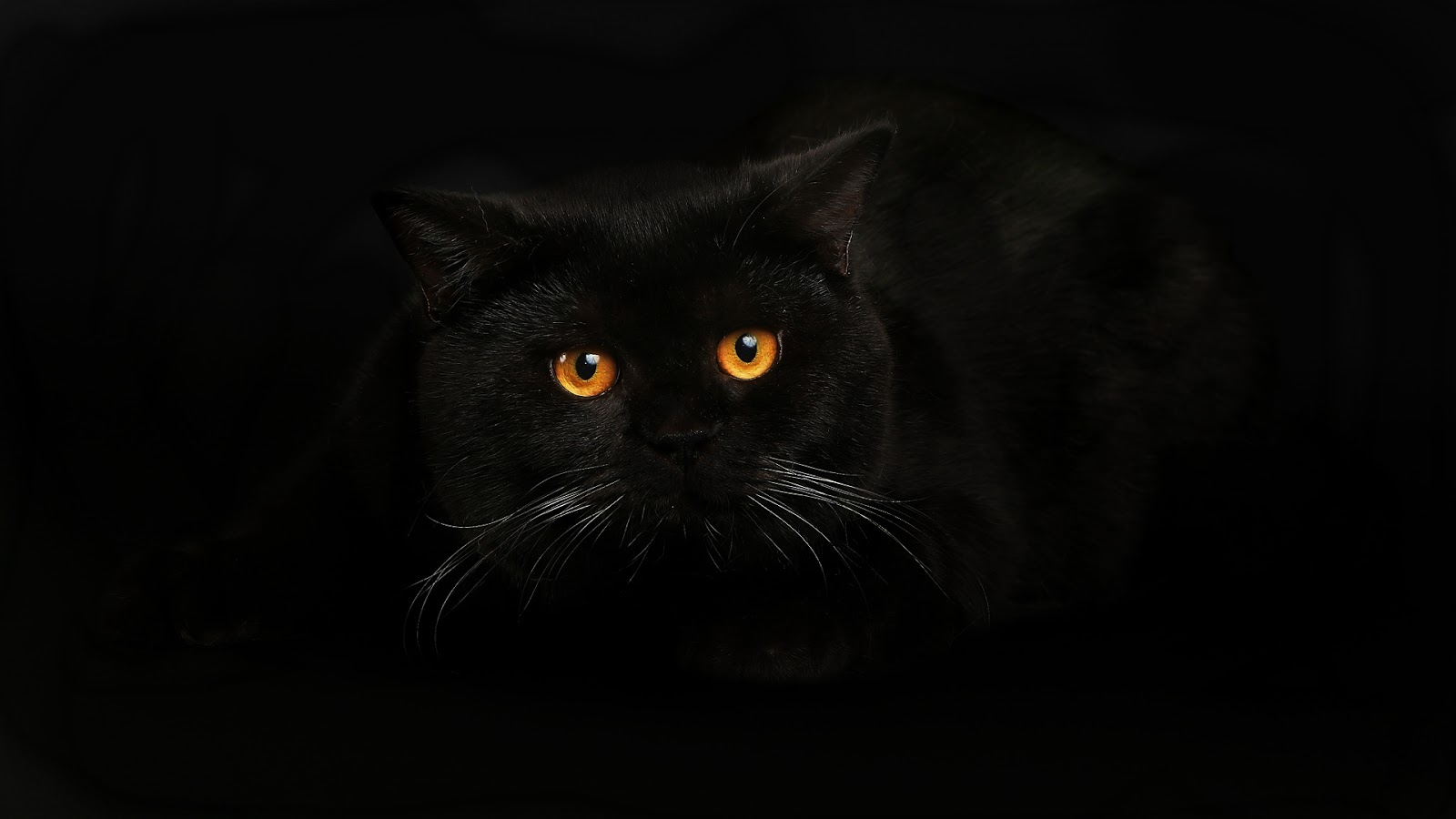 Black Cat Wallpaper   Best HD Wallpapers