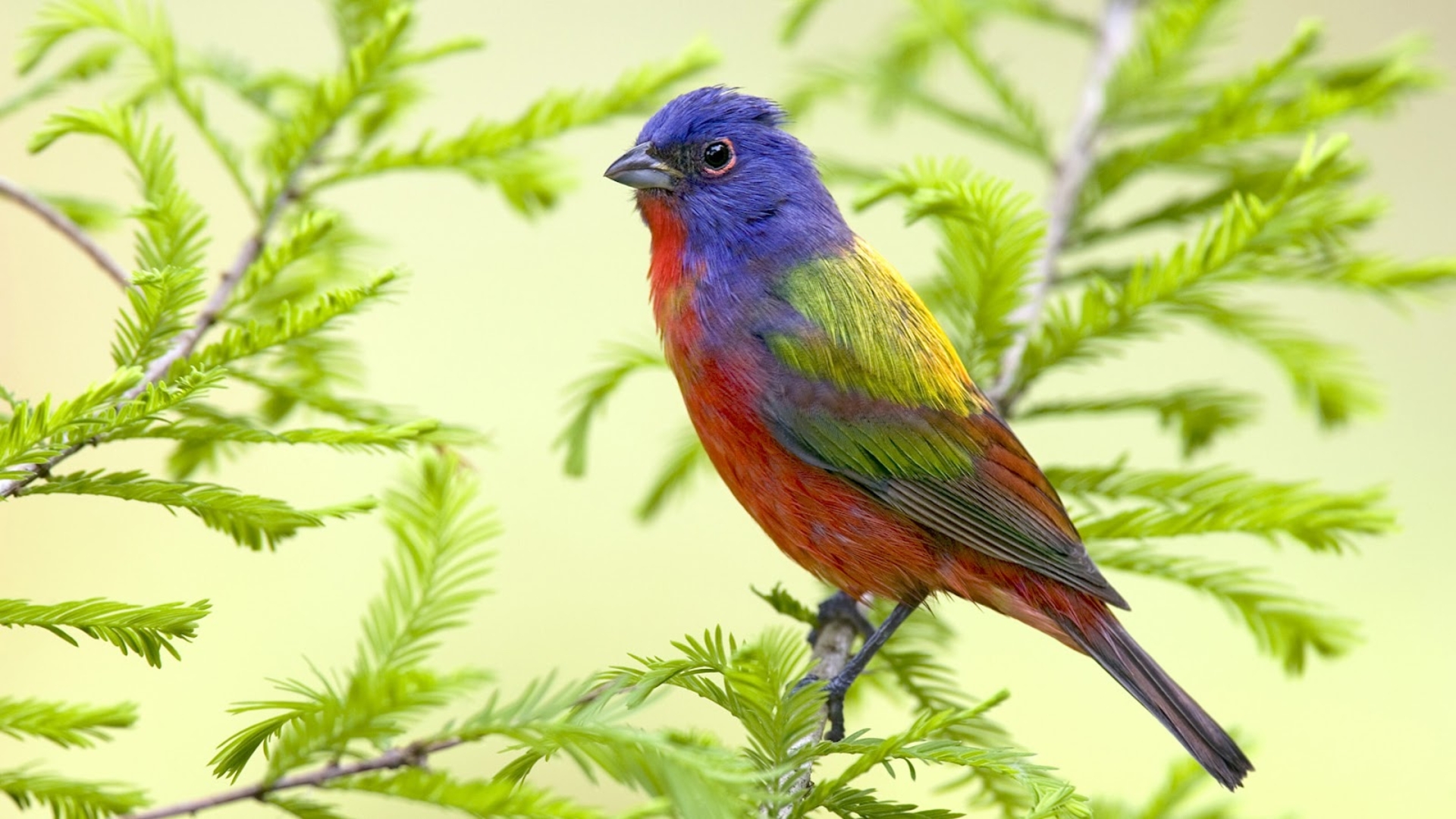 A vibrantly colored Painted Bunting perched on a branch of a Bald Cypress tree