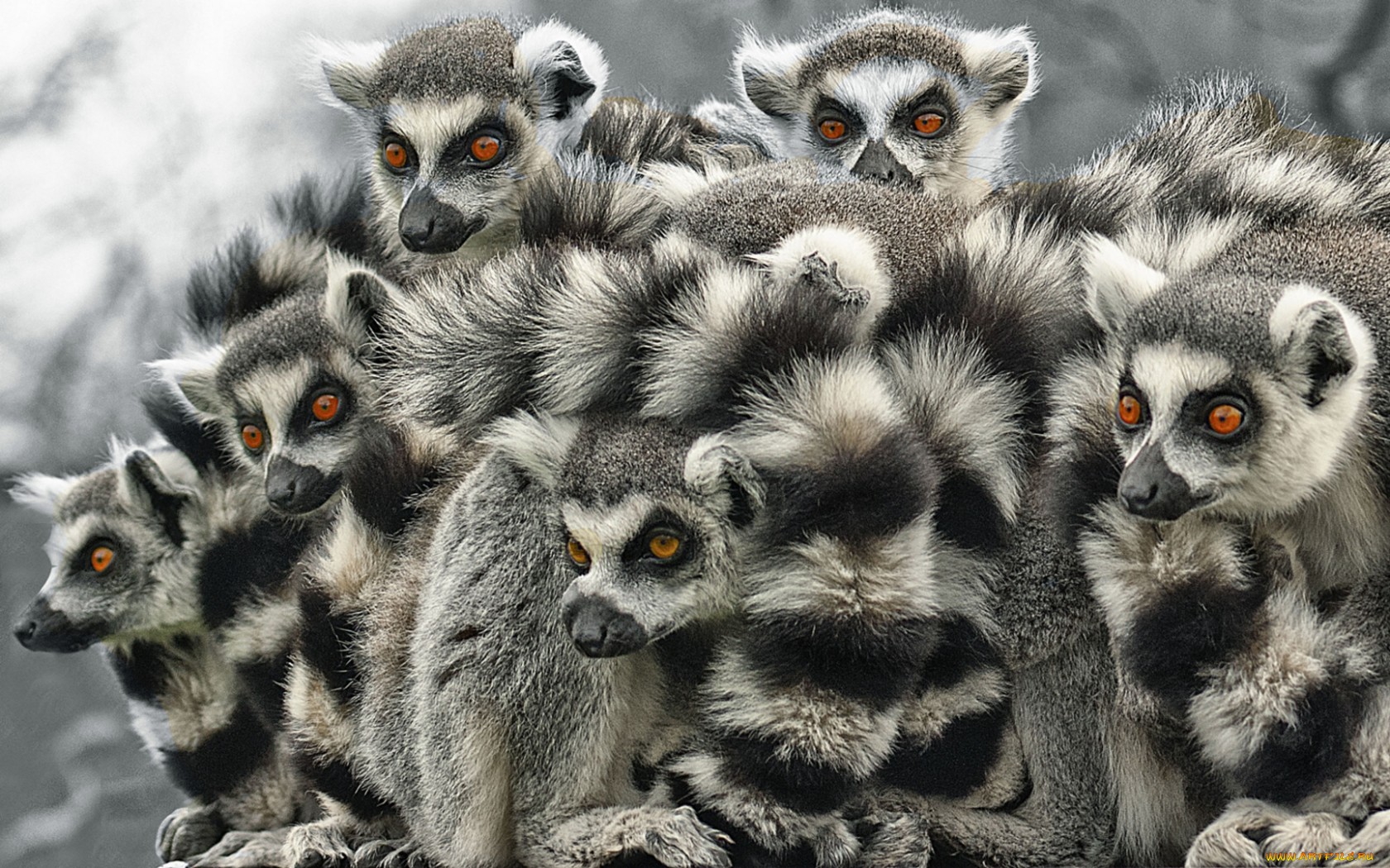 Pics Photos Ring Tailed Lemur Wallpaper For Pc