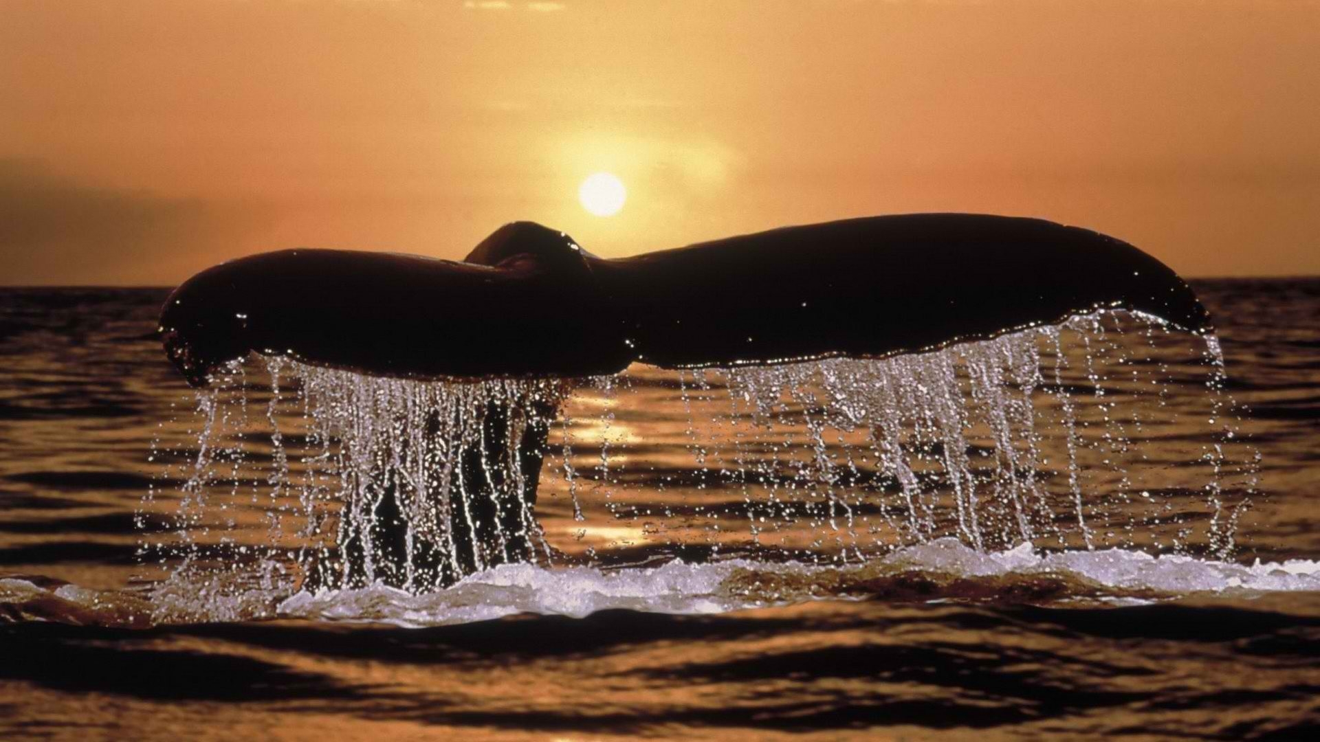Whale Wallpaper Modern 4k Ultra HD Pics Lanlinglaurel