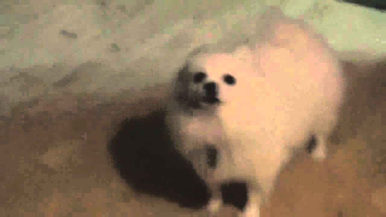 Dog Pleasure HD Wallpaper Background