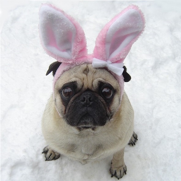 Easter Pugs Bunnies Pug Dog Funny Adorable