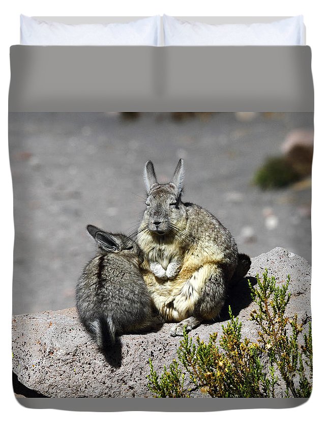 Viscacha Love Duvet Cover For Sale By James Brunker