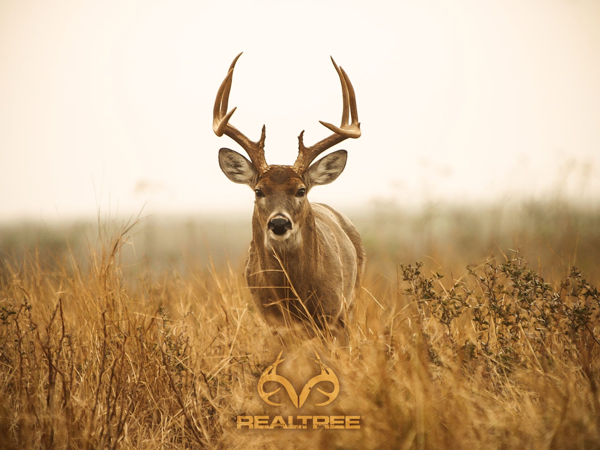 Whitetail Deer Hunting Desktop Wallpaper Top