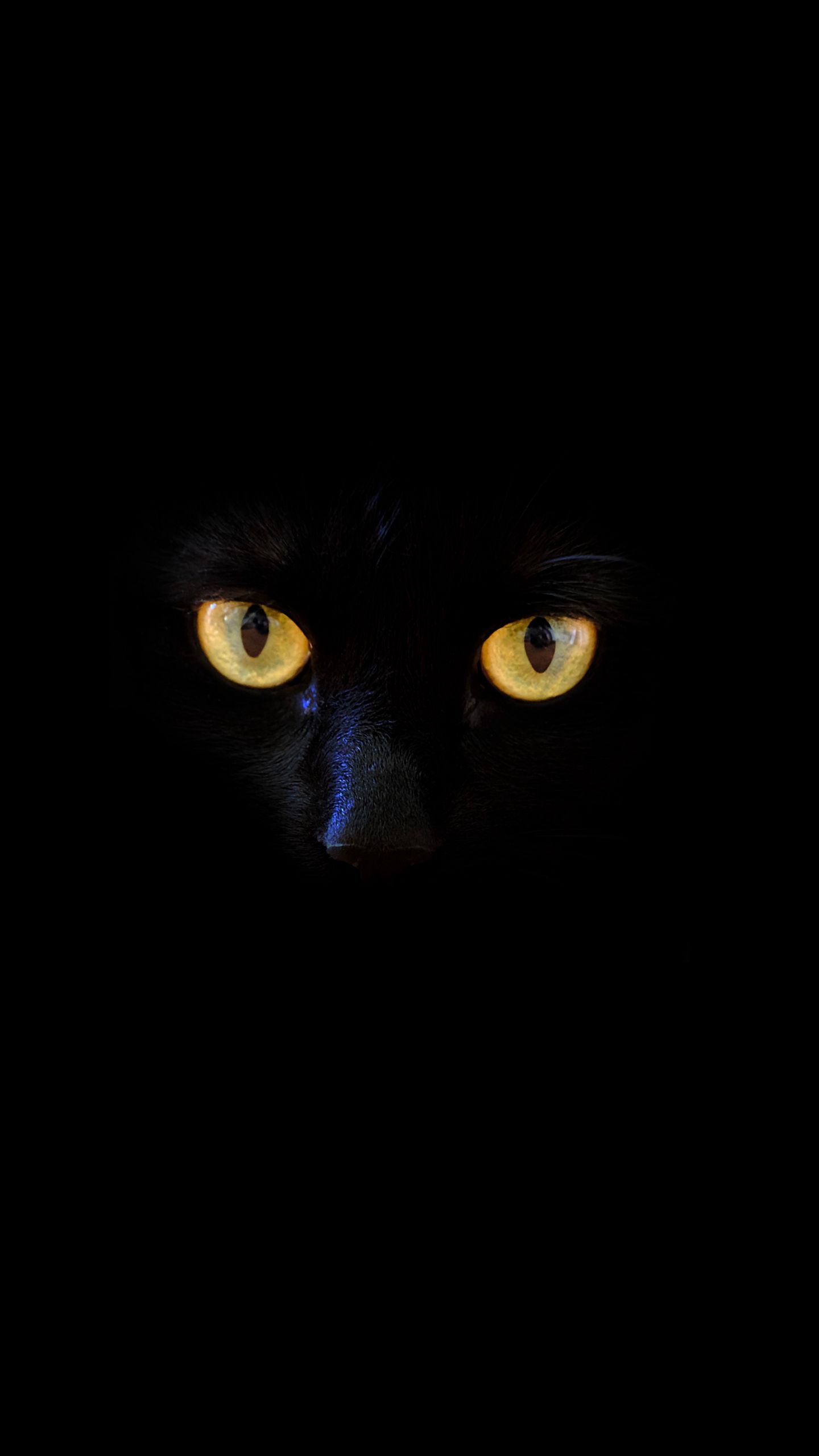 Black Cat Galaxy Wallpapers on
