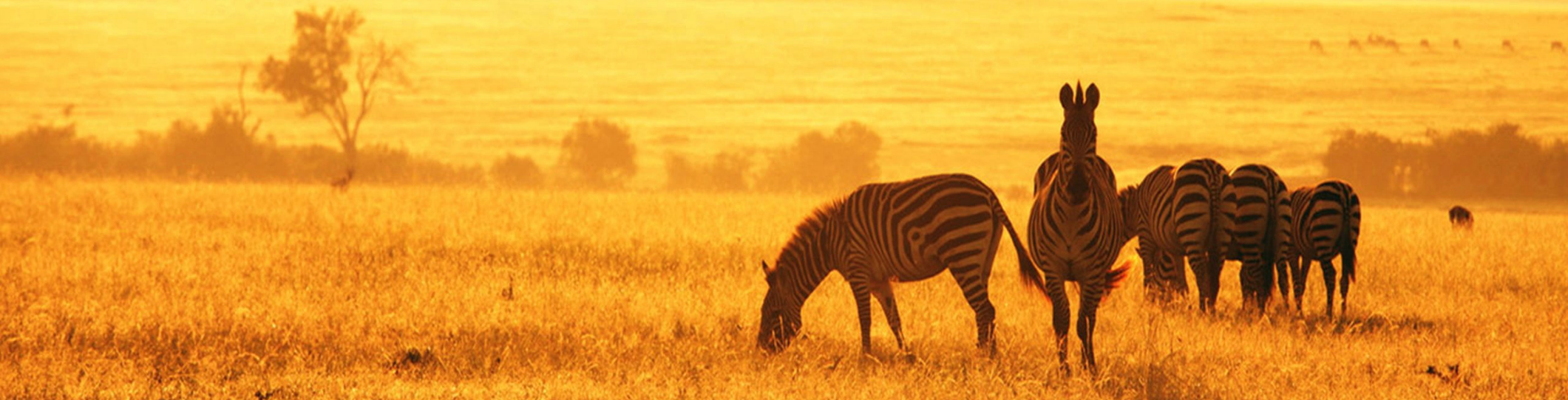 African Safari Wallpaper Go On An