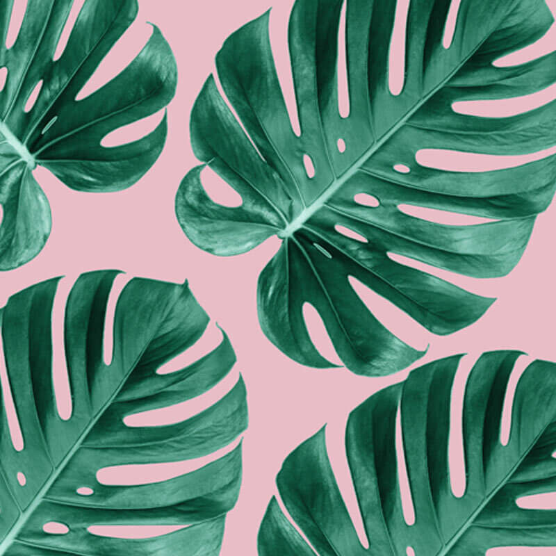 Monstera Green Leaves Wallpaper   Wall Decals Wall Graphics Toronto