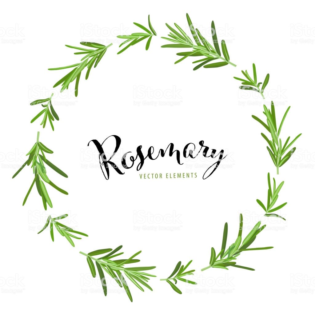 Herb And Spice Frame With Branch Of Green Rosemary Leaves On White