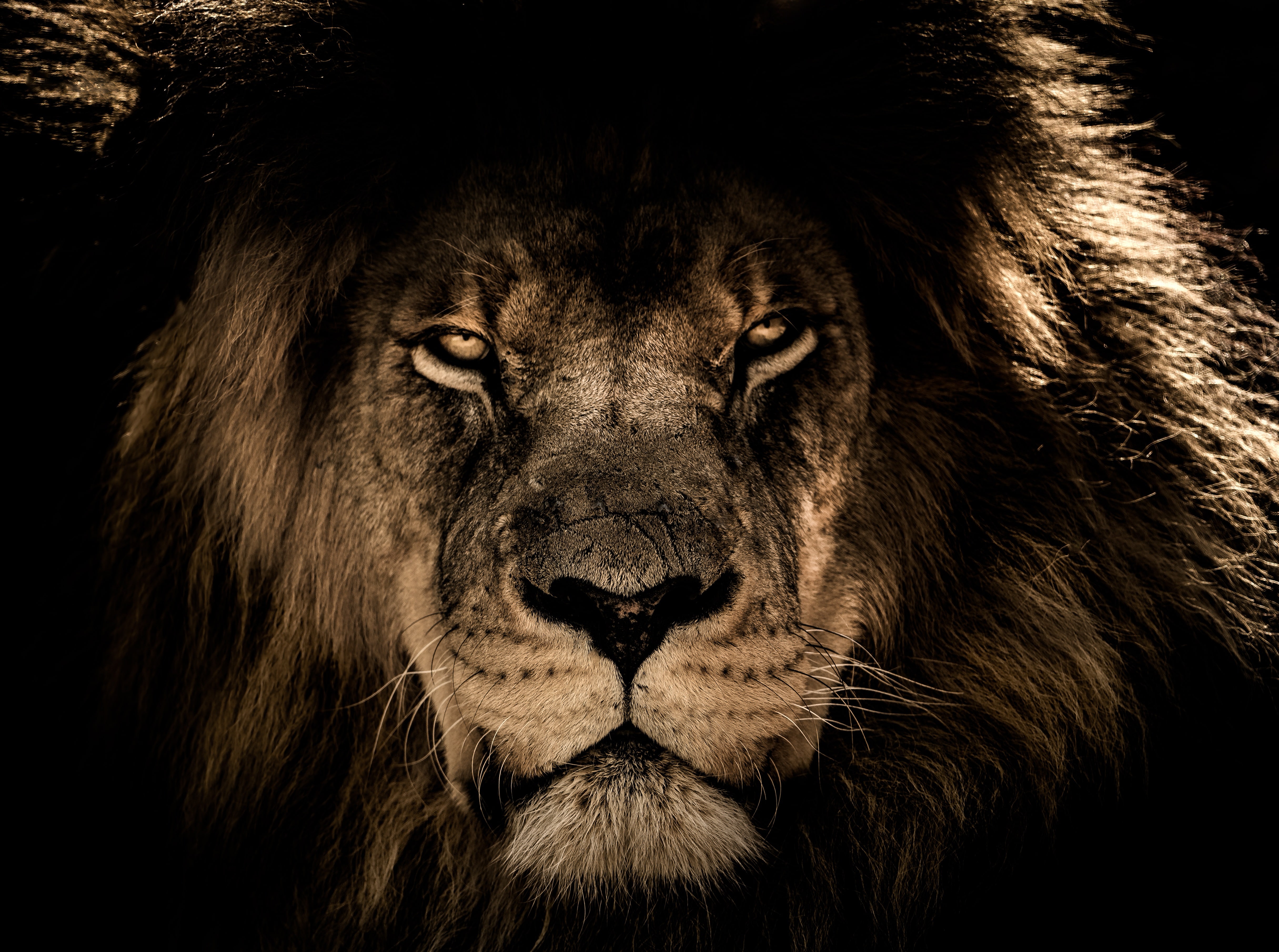 African Lion Mane Close Eyes Wallpaper And Stock