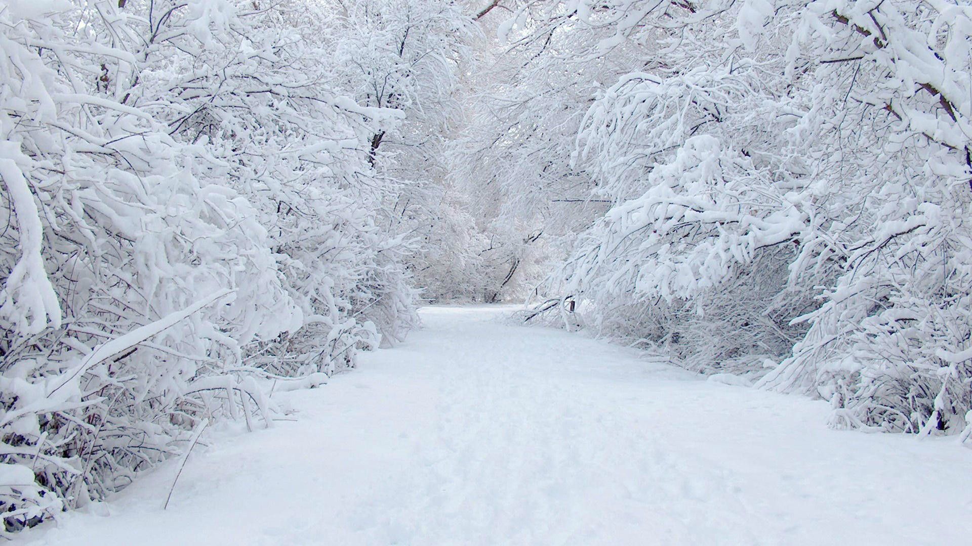 A snowy path winds through a snow-covered forest, creating a serene winter wonderland
