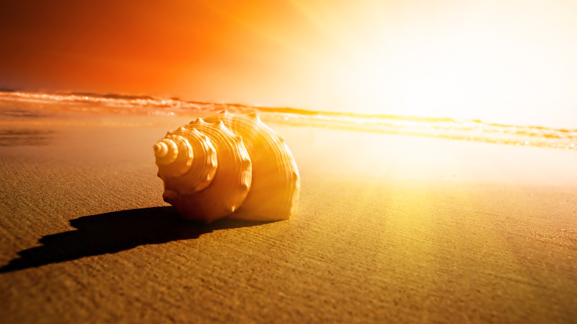 The Beach Seashells Sunset HD Desktop Wallpaper