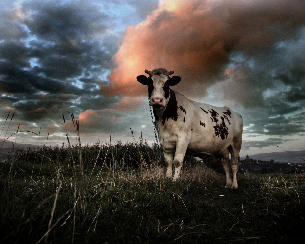 Mac Desktop Wallpaper HD Milkshake Mad Cow Animal