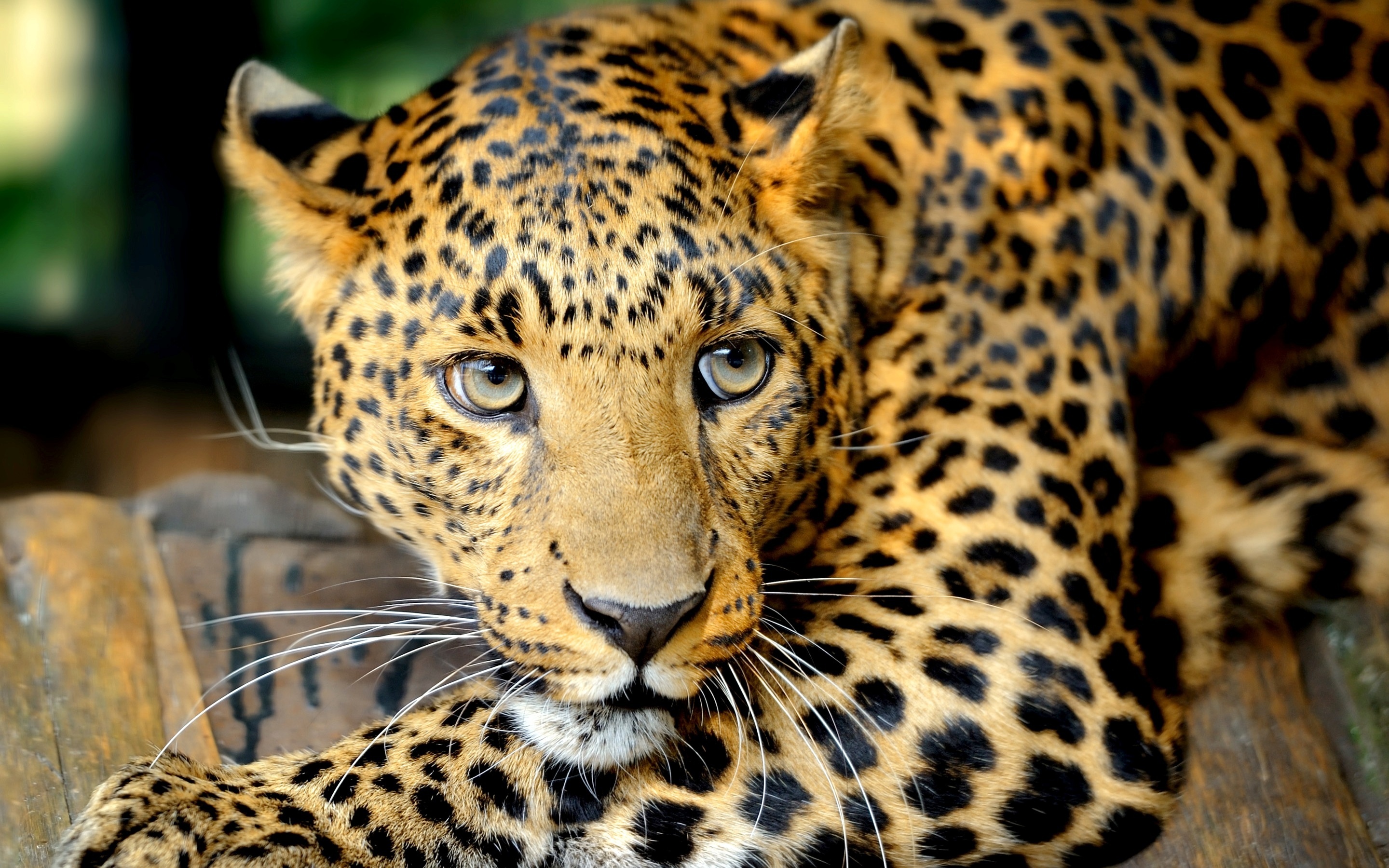 Leopard Wallpaper For Laptop WallpaperSafari Leopard Wallpaper For Laptop WallpaperSafari