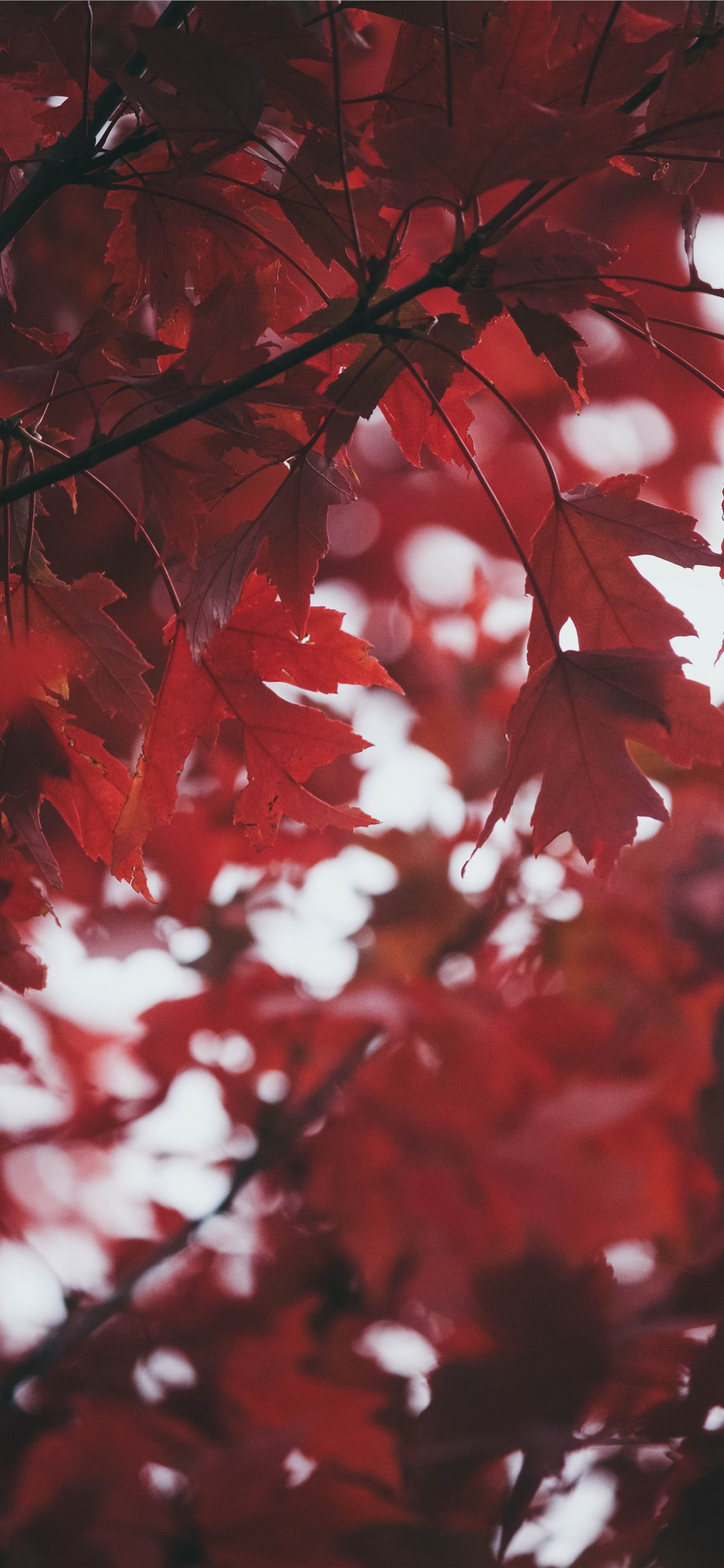 Deep Red Leaves iPhone X Wallpaper