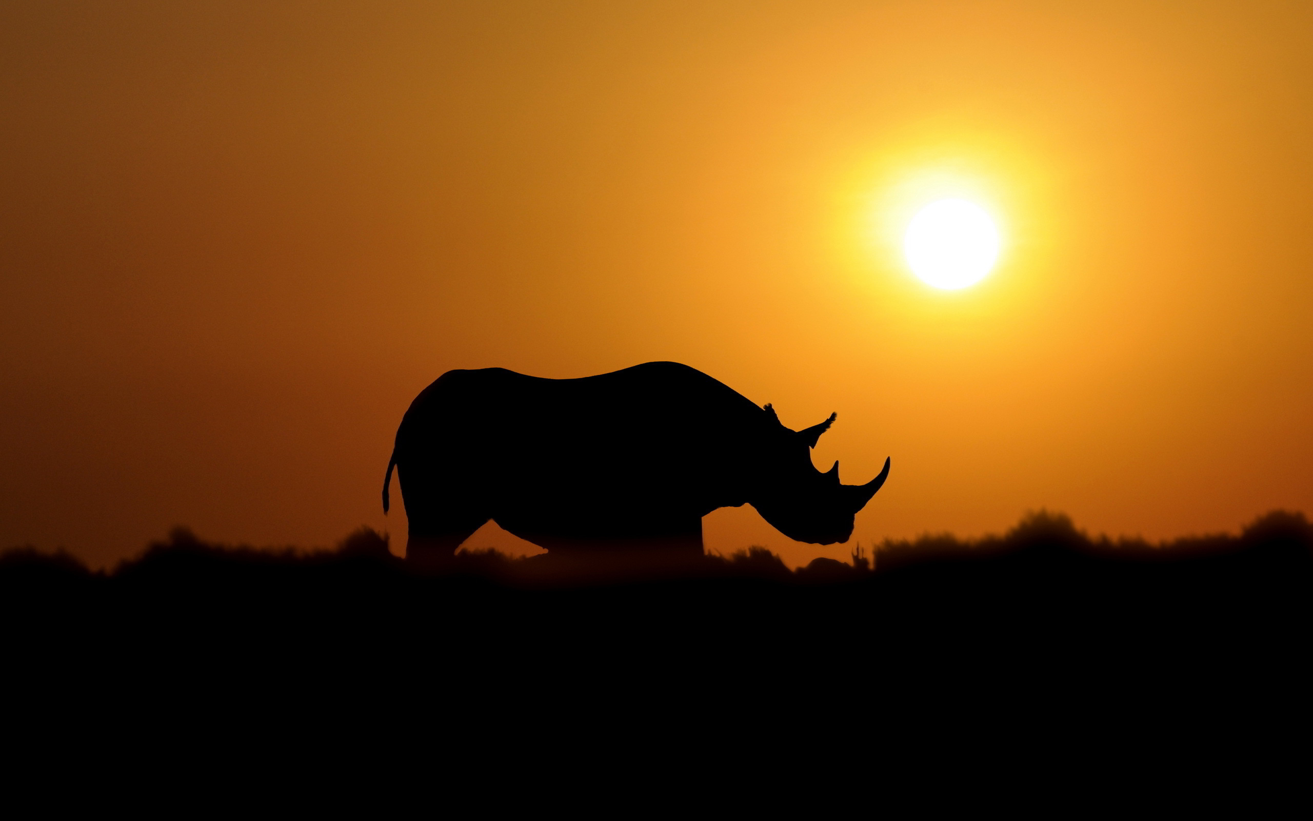 Free download Rhino 126 Wallpapers [2560x1600] for your Desktop, Mobile &  Tablet | Explore 55+ Rhino Background | Warframe Rhino Wallpaper,