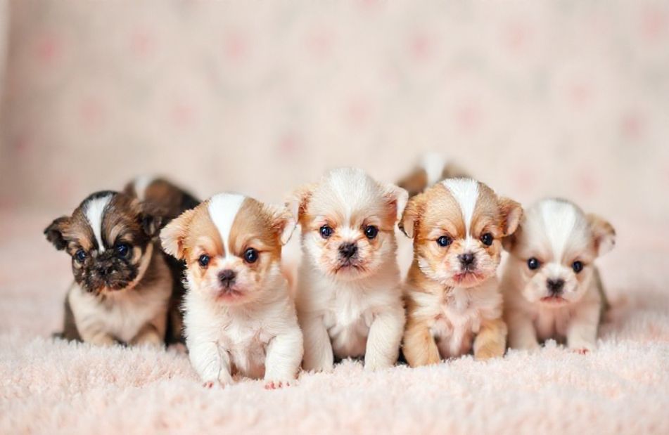 Teacup Puppies Wallpaper