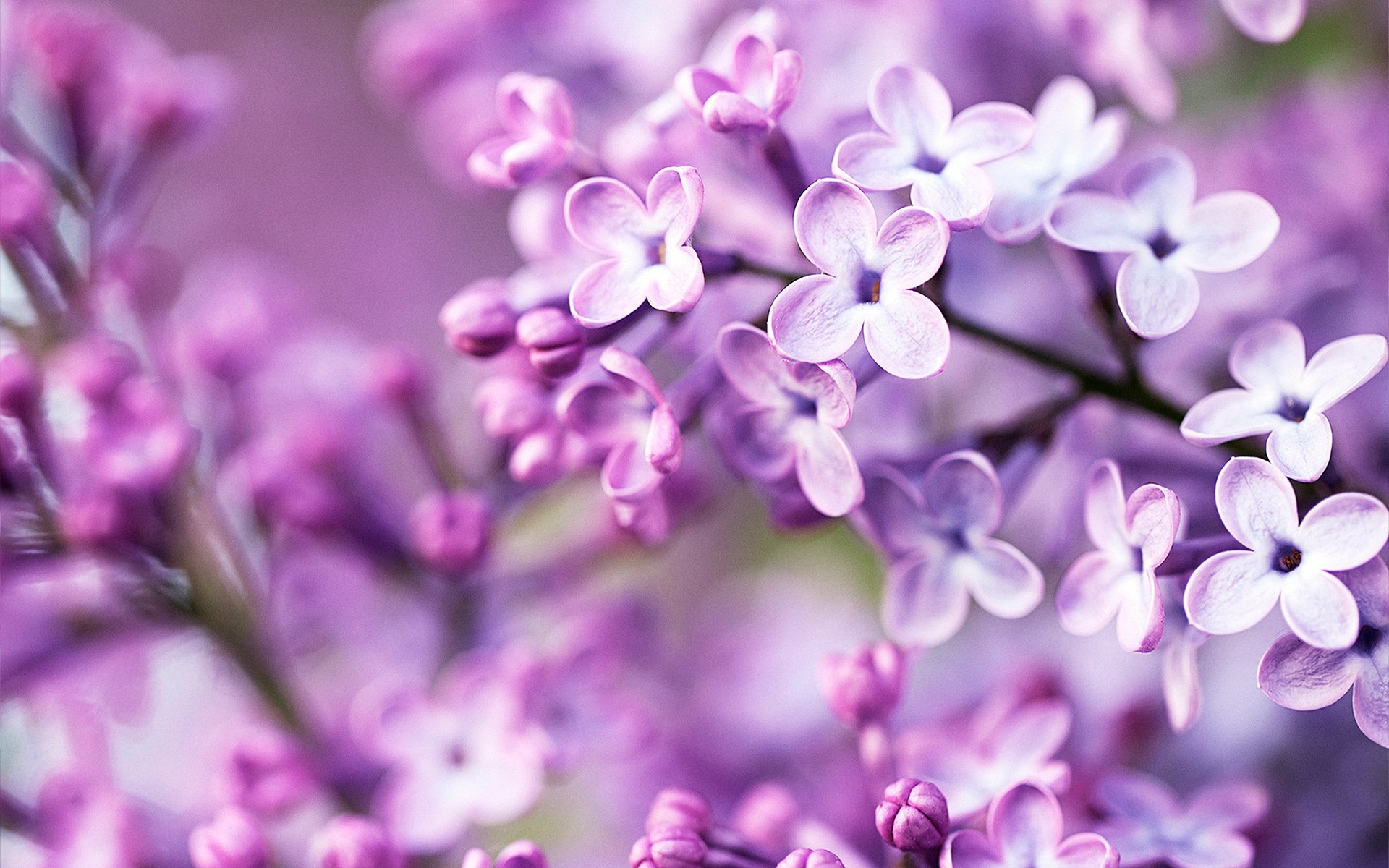 Spring Purple Flowers Wallpapers HD Wallpapers