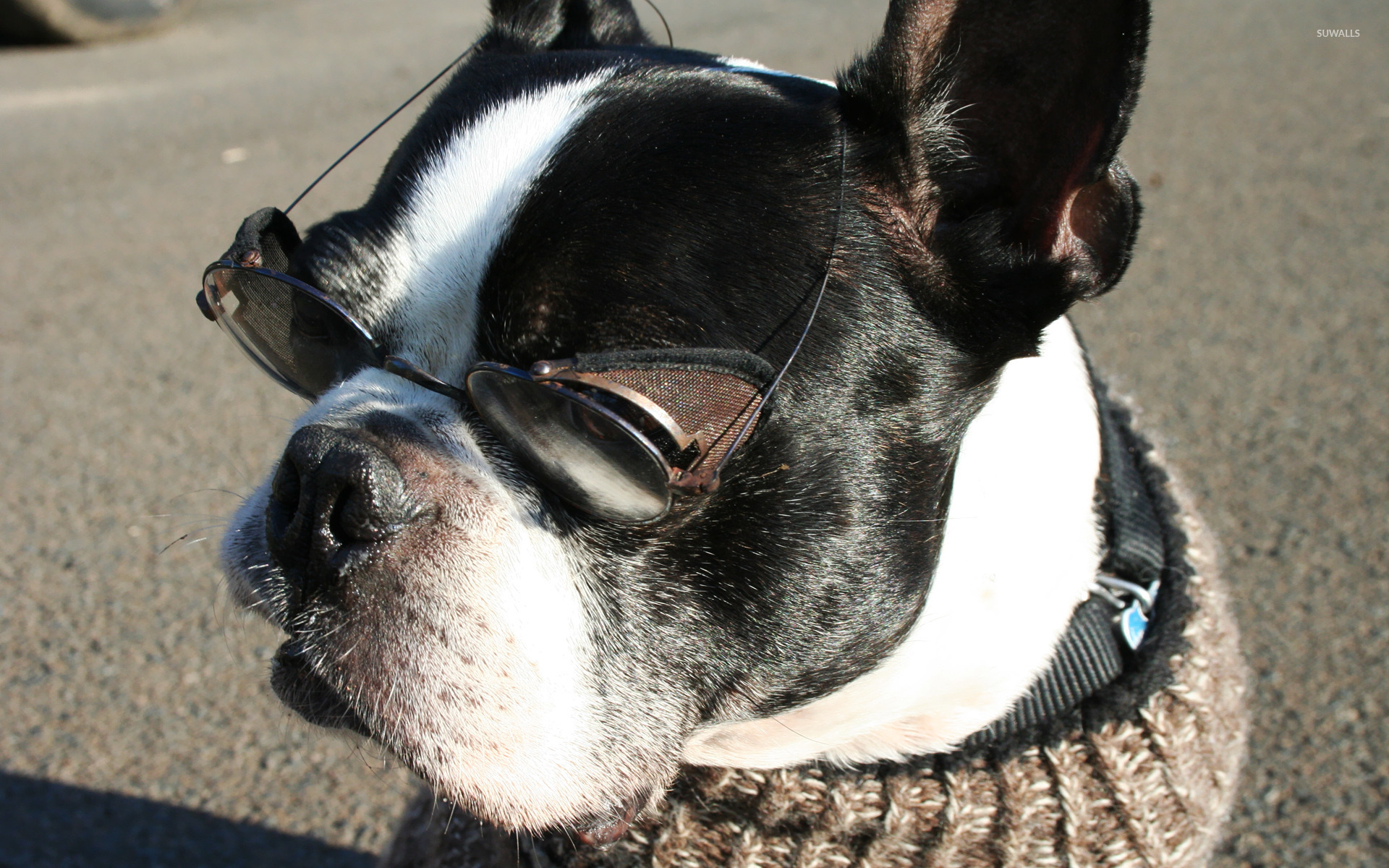 Boston Terrier With Glasses Wallpaper Animal