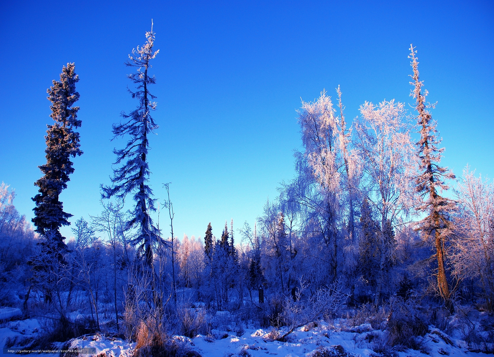 Wallpaper Alaska Winter Trees Landscape Desktop