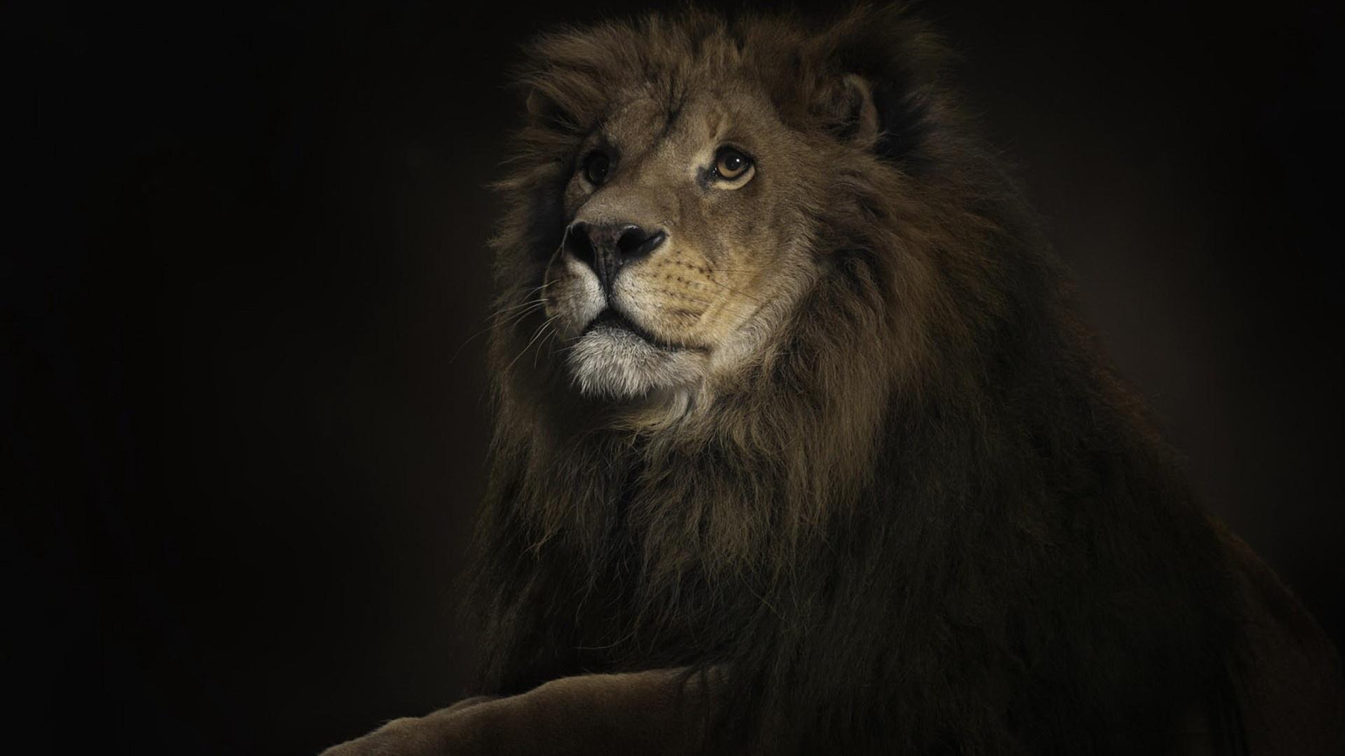 Dark Desktop Backgrounds Lion