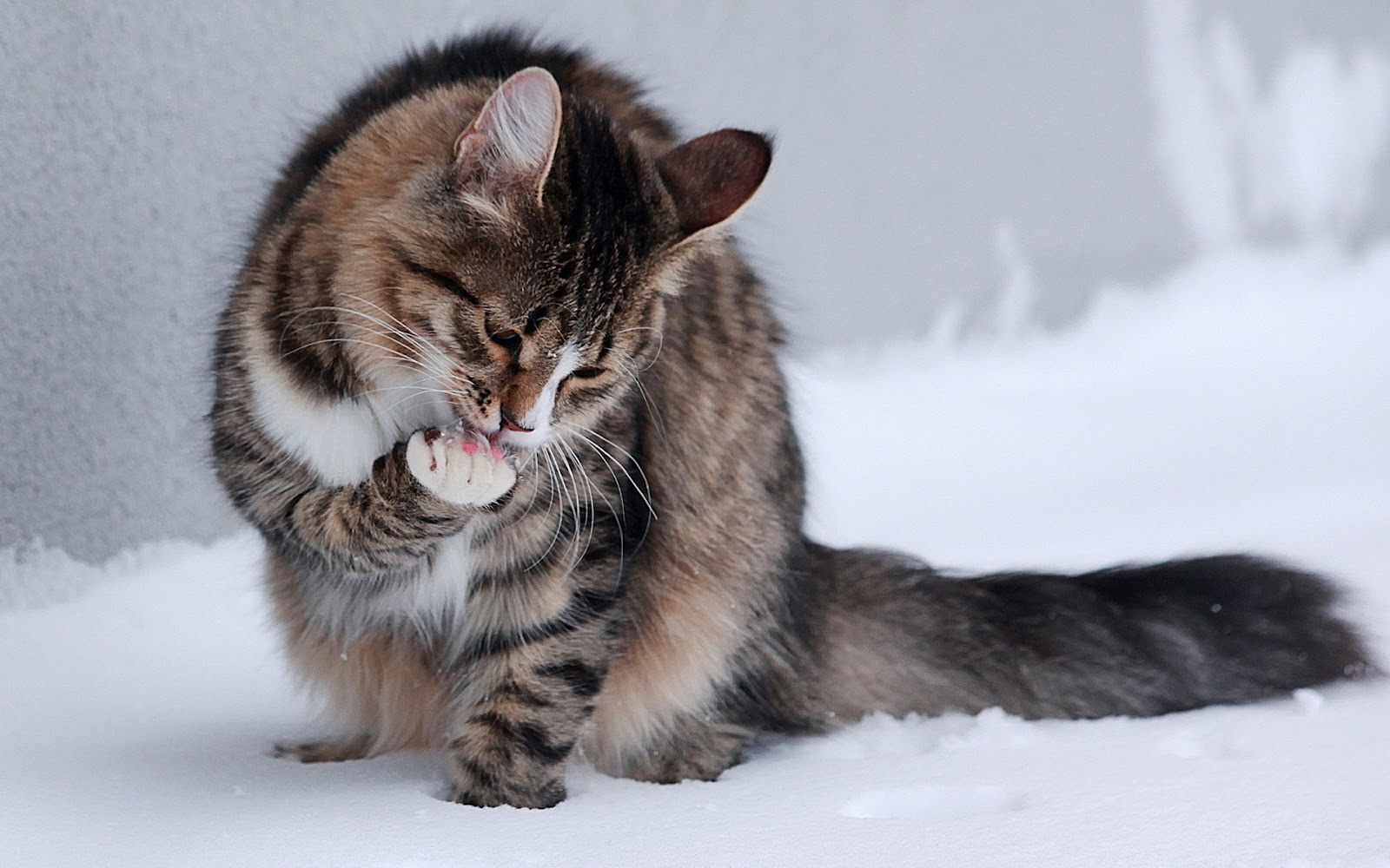 Cat Wallpaper With A Sitting In The Snow HD Winter