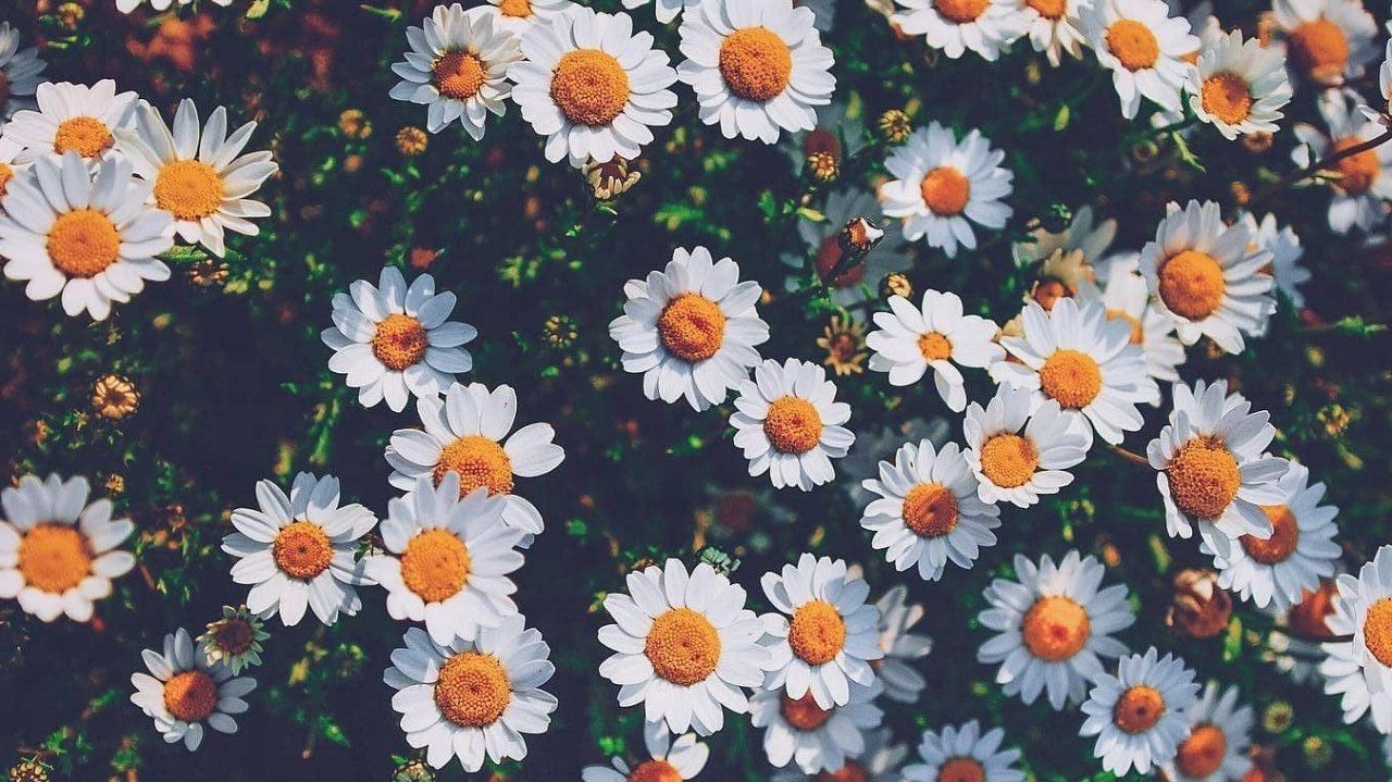 Top Cute Wallpaper Aesthetic Chromebook You Can Use It At