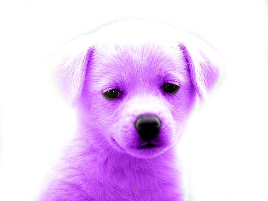 Purple Puppy By Katpann