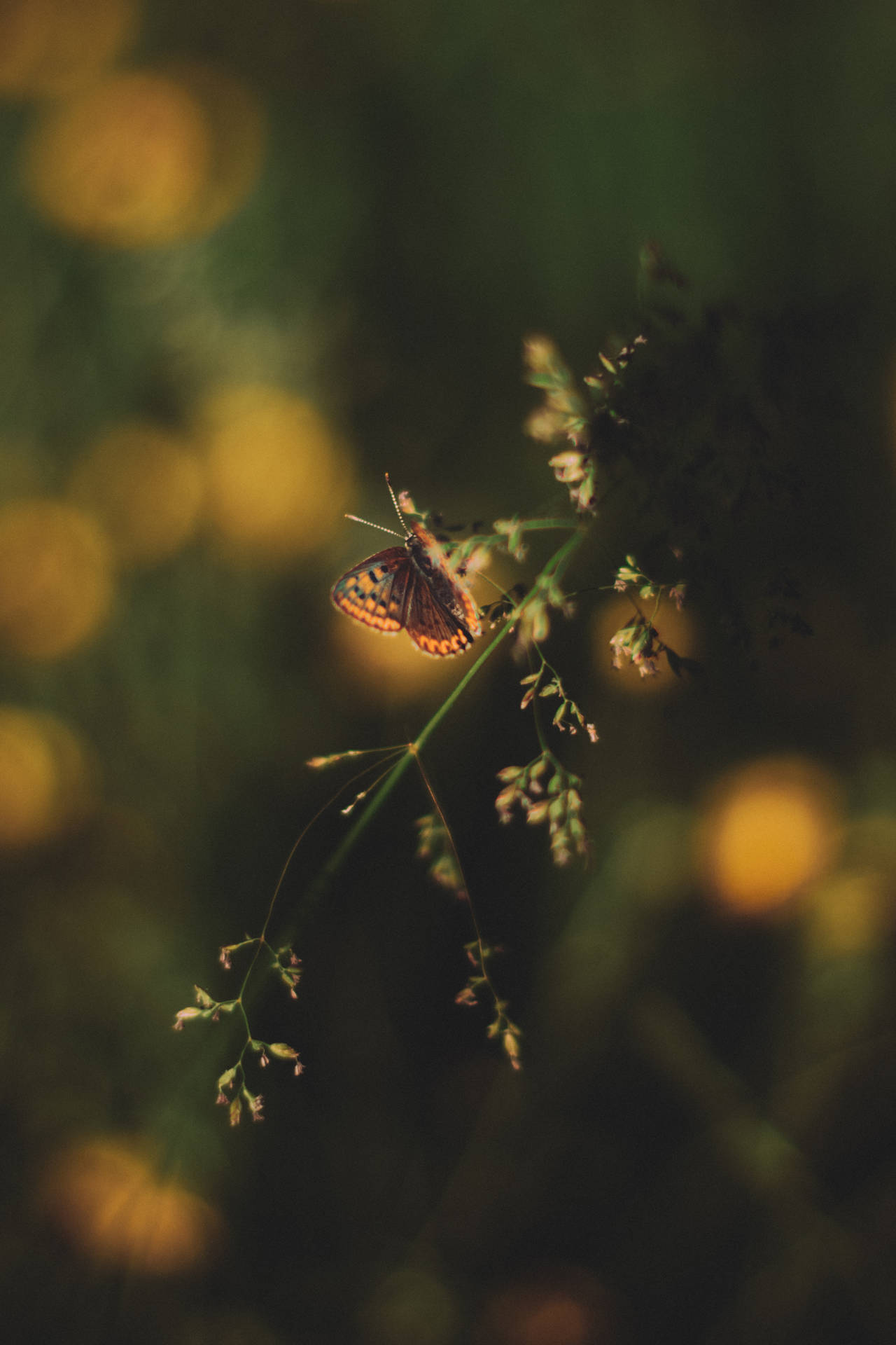Aesthetic Butterfly Wallpaper