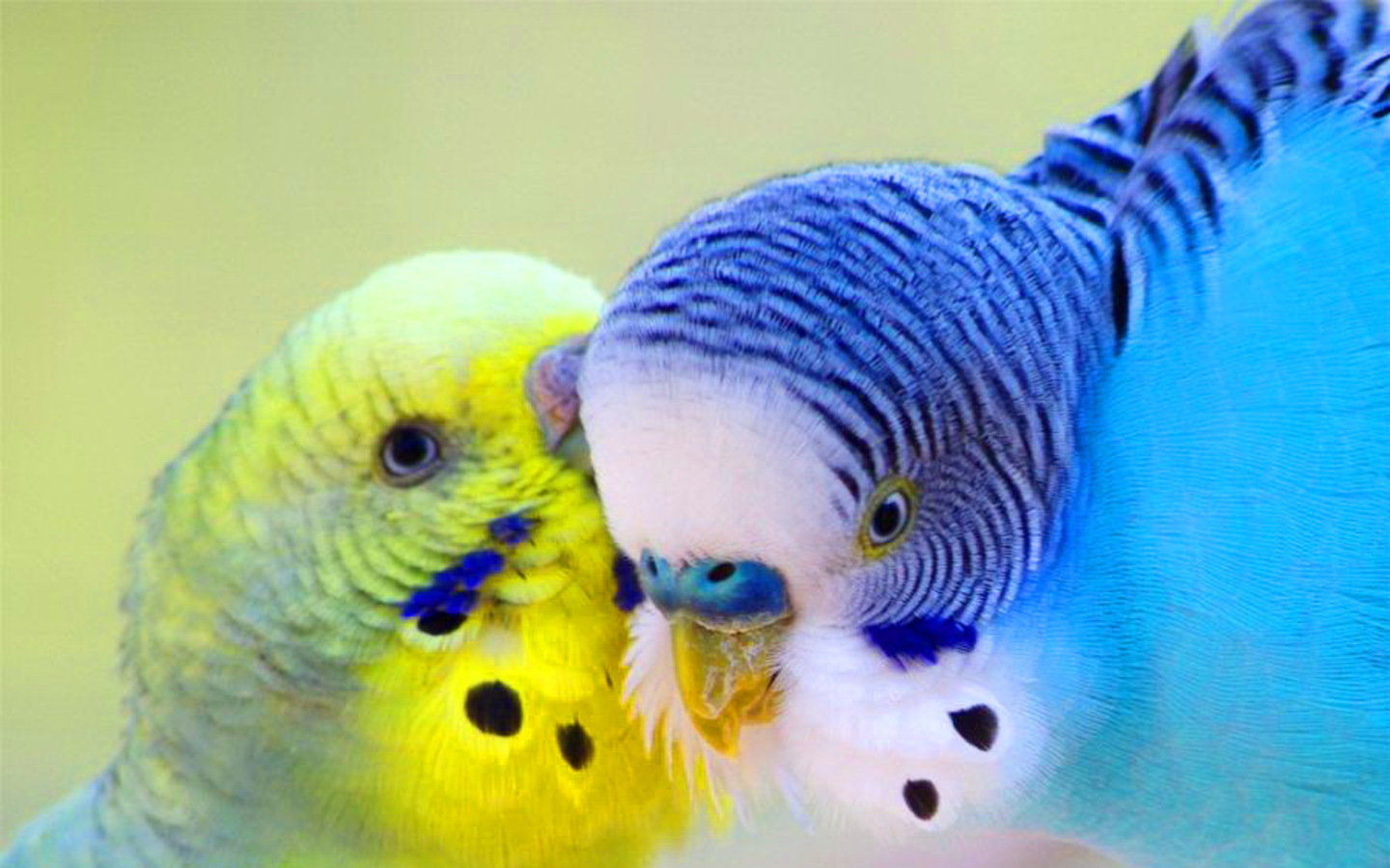 Lovely Parrots Wallpaper Photo And All