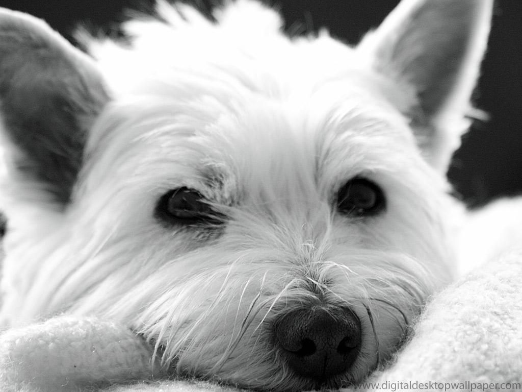 West Highland White Terrier Wallpaper HD Westies