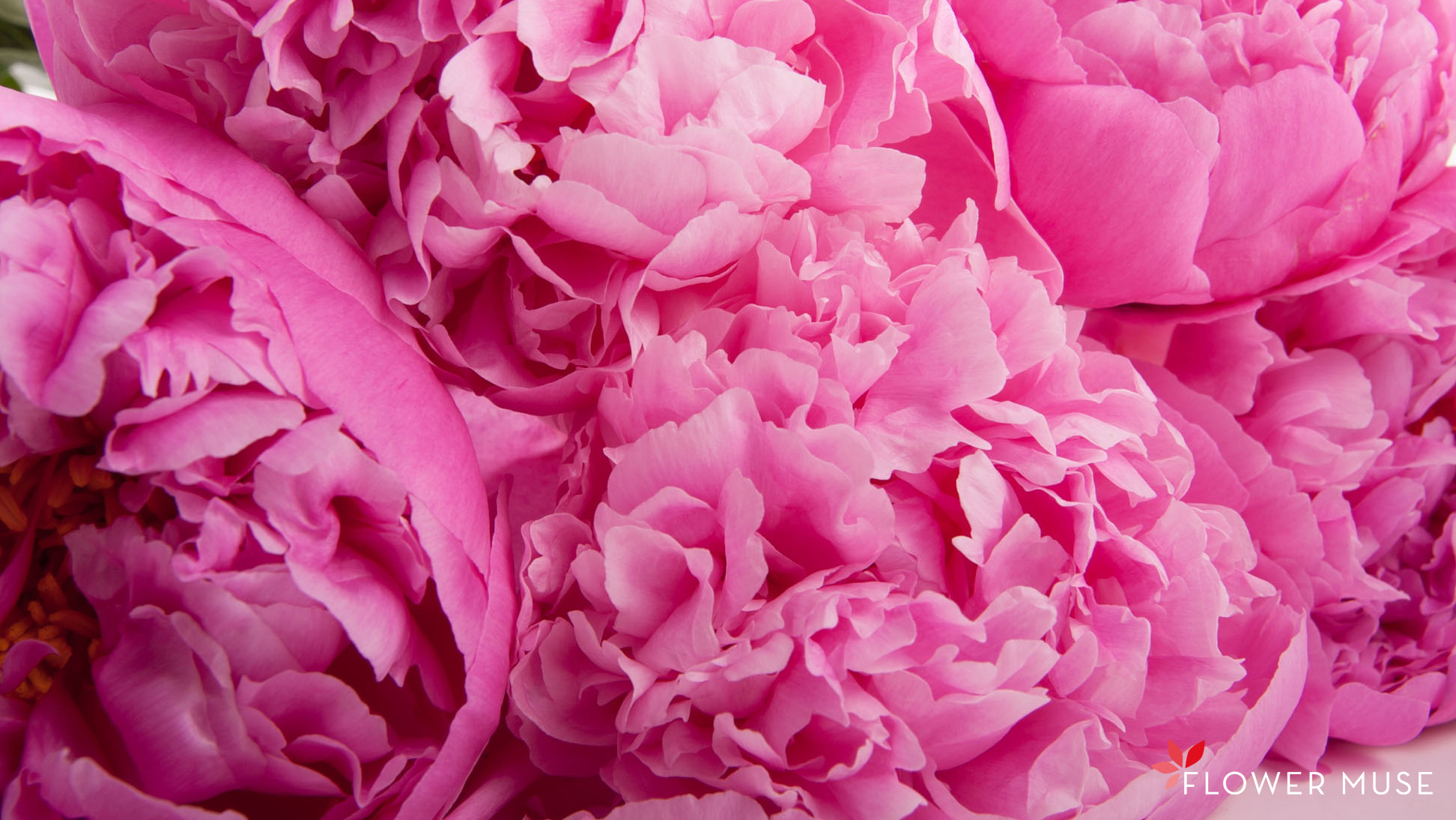 537374 3840x2562 peony 4k for screen  Rare Gallery HD Wallpapers