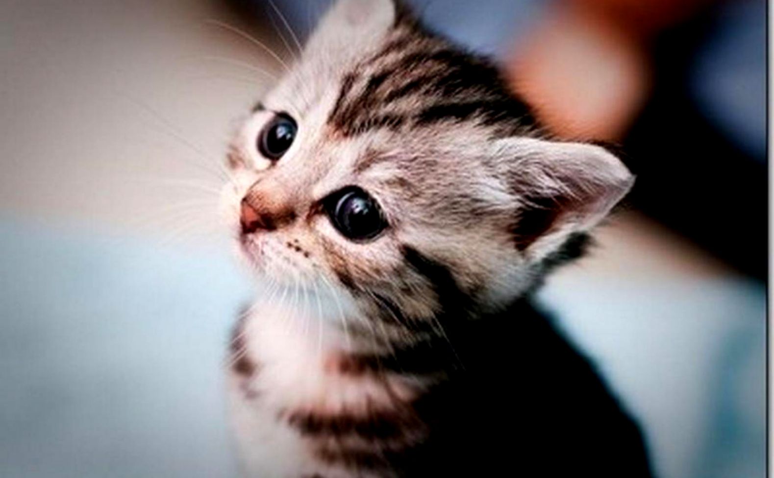 Cute Kitten Wallpaper Photos