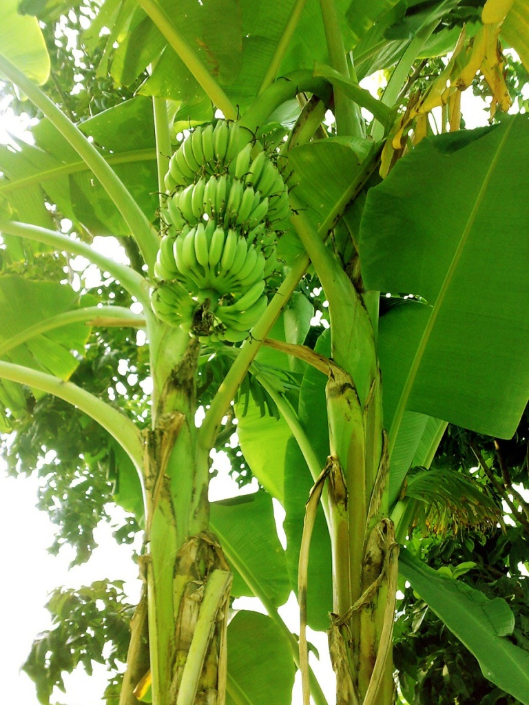 Banana Tree Desktop Wallpaper 2