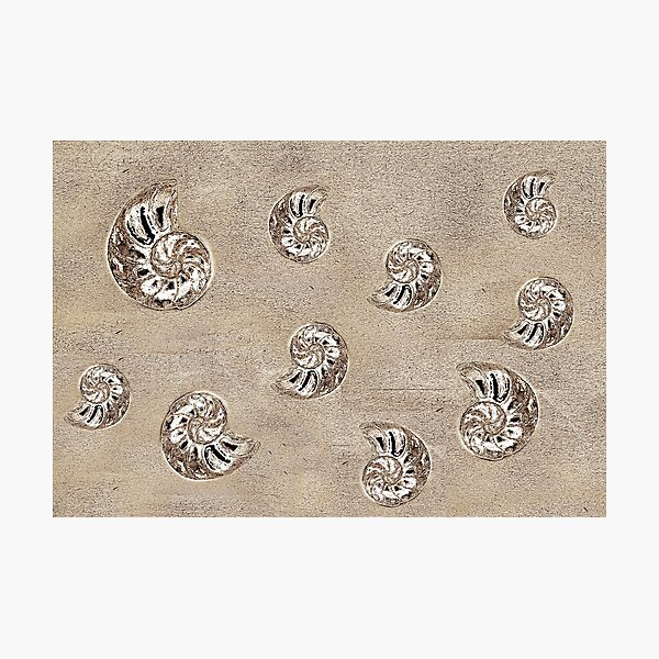 Ammonites Photographic Print By Geopipics Wallpaper