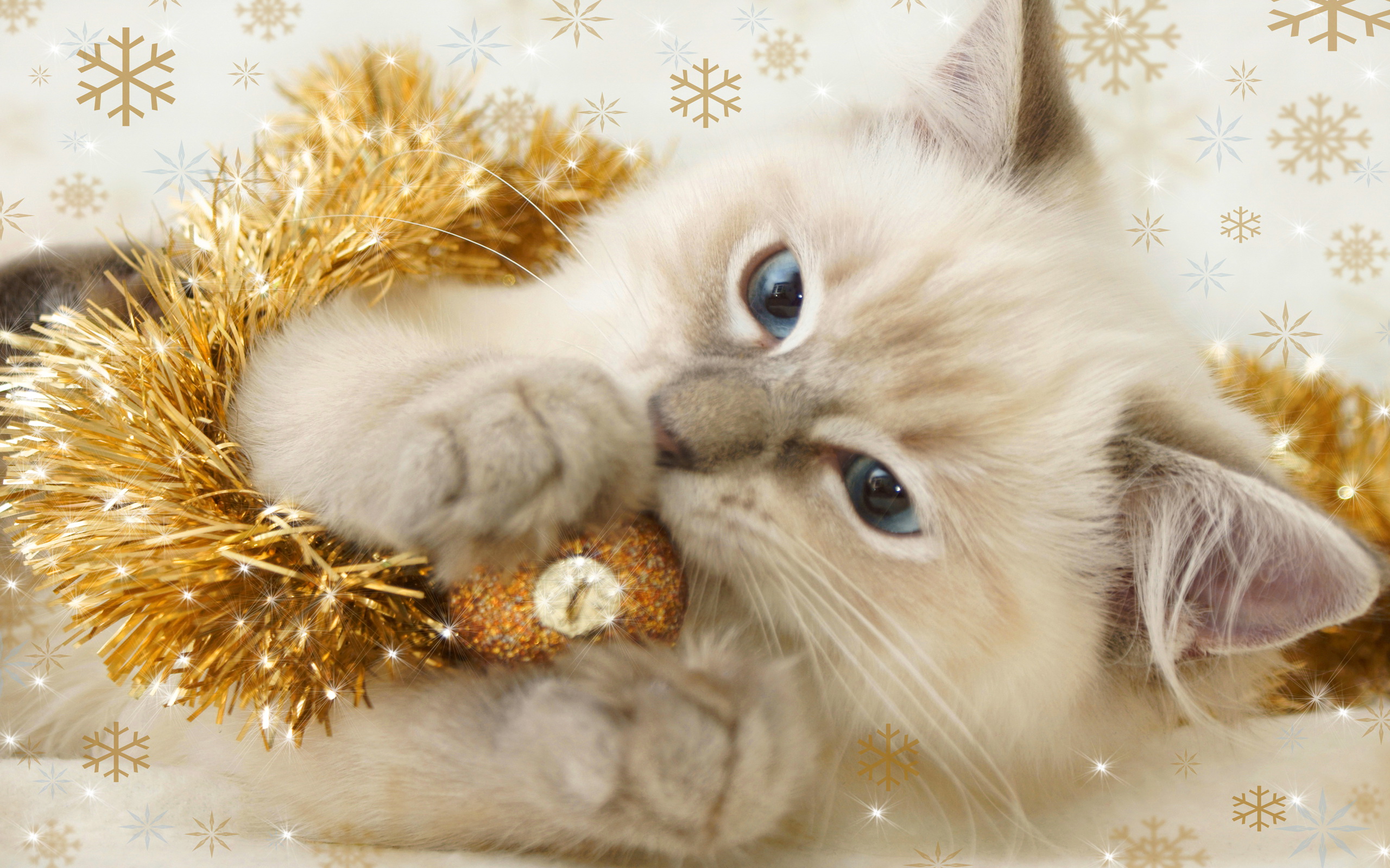 Christmas Kitten Cats Wallpaper